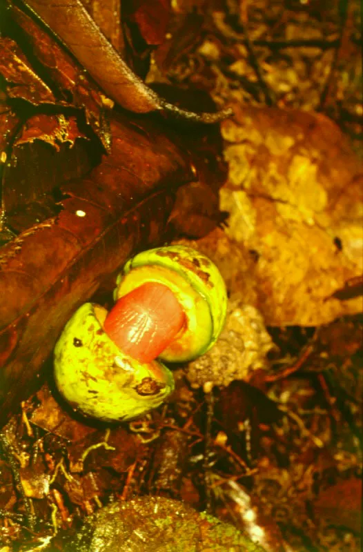 Fruto capsular de Uncumala, Miristicáce. Caquetá.