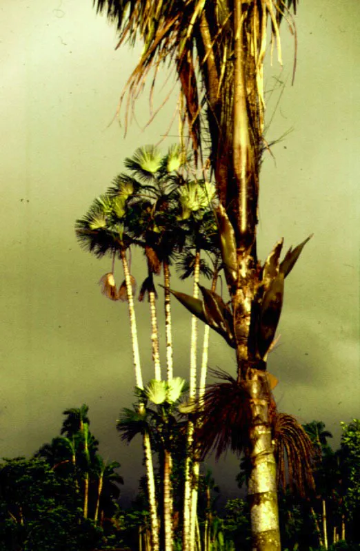 Palma quitasol, Mauritiella pacifica. Sabaletas, Valle del Cauca.