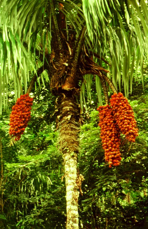 Frutos de palma guéguerre, Astro-caryum standleyanum, Bahía Tebada, Chocó.