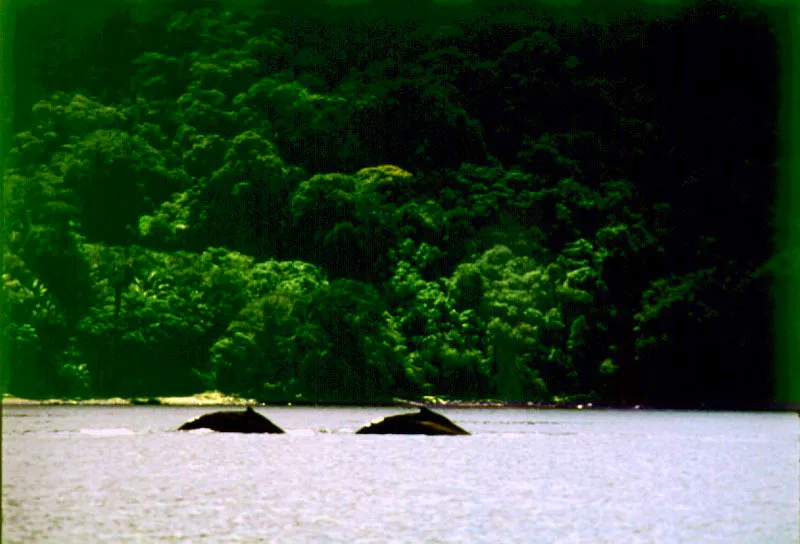 Ballenas jorobadas, Megaptera noveangliae, Parque Nacional Isla Gorgona, contra el esplendor vegetal de la selva pacfica.                          