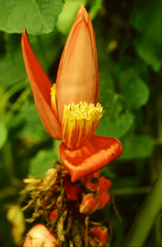 Musa sp.
 