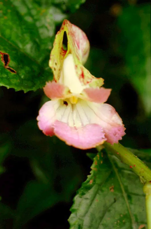 Flor de rastrera . 