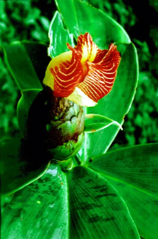 Caa Agria, Costus sp. 