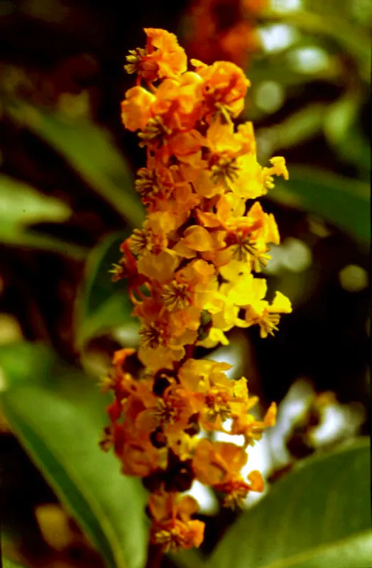 Mulato, Byrsonima sp. 