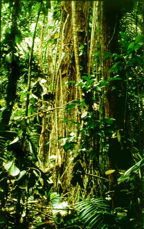 Lianas y estranguladoras "matapalo".  Baha Tebada, Choc.
 