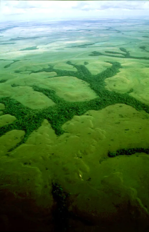 Sabanas del Yarí, Caquetá.
