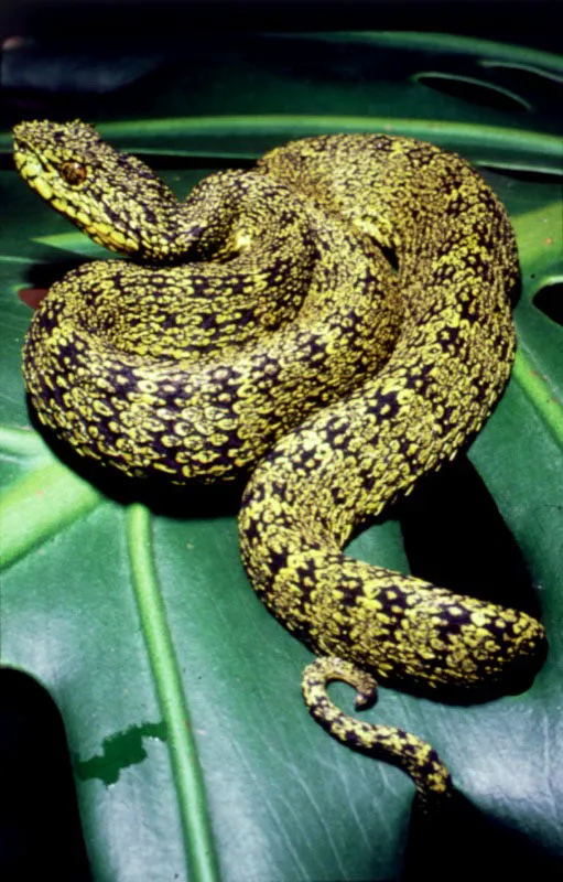 "Virolín", Bothrops schlegelii, serpiente venenosa de las selvas tropicales.