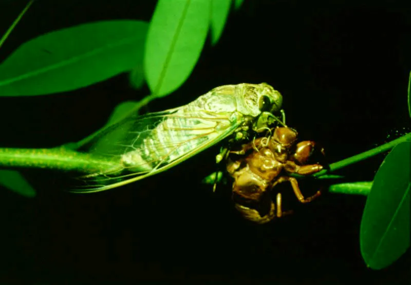 Cigarra .