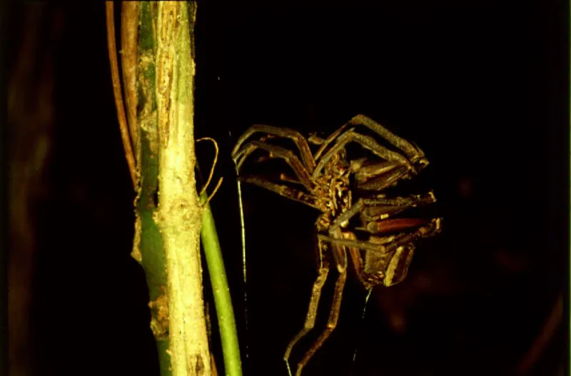 Araña mudando.