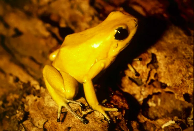 Rana "ko-koi", la más venenosa del mundo. Chocó.
