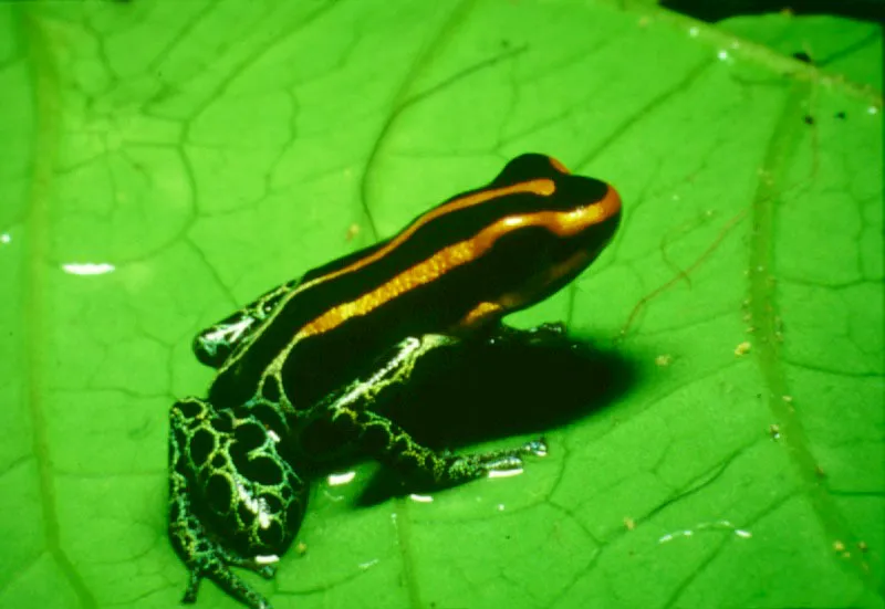 Las ranas desarrolla una gama de patrones reproductivos que puede explicar la diversidad de especies en las selvas neo-tropicales. Algunas ponen huevos en el agua; otras, como las ranas verdes "de cristal" , dejan su postura sobre las hojas, encima de los cuerpos de agua, donde el macho la cuida.