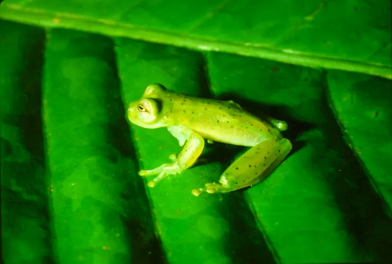 Los de las ranas venenosas, cargan los renacuajos en la espalda llevándolos al agua donde terminan su desarrollo. De hábitos diurnos, se protegen con fuertes toxinas y advierten con colores brillantes y llamativos que no son comestibles. Los indígenas extraen los tóxicos de la piel para envenenar dardos.