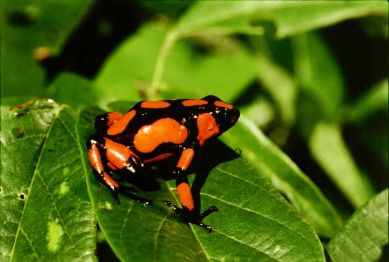 Los de las ranas venenosas, cargan los renacuajos en la espalda llevándolos al agua donde terminan su desarrollo. De hábitos diurnos, se protegen con fuertes toxinas y advierten con colores brillantes y llamativos que no son comestibles. Los indígenas extraen los tóxicos de la piel para envenenar dardos.