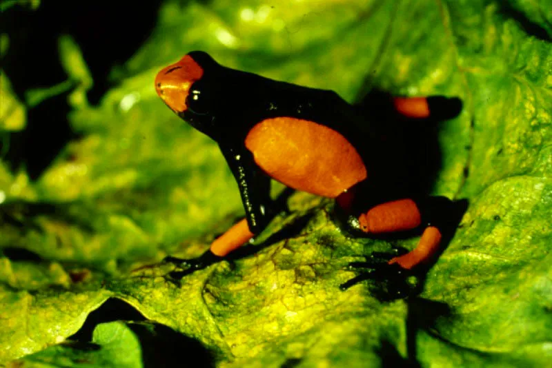 Los de las ranas venenosas, cargan los renacuajos en la espalda llevándolos al agua donde terminan su desarrollo. De hábitos diurnos, se protegen con fuertes toxinas y advierten con colores brillantes y llamativos que no son comestibles. Los indígenas extraen los tóxicos de la piel para envenenar dardos.