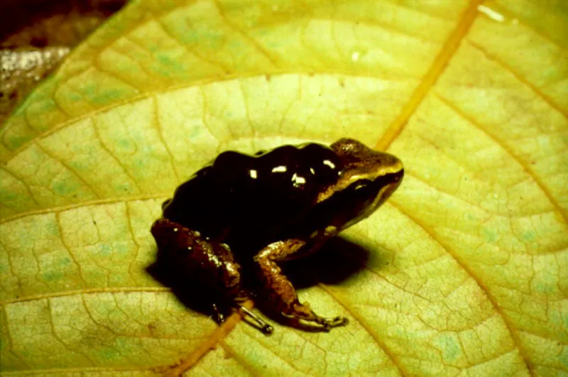 Los de las ranas venenosas, cargan los renacuajos en la espalda llevándolos al agua donde terminan su desarrollo. De hábitos diurnos, se protegen con fuertes toxinas y advierten con colores brillantes y llamativos que no son comestibles. Los indígenas extraen los tóxicos de la piel para envenenar dardos.