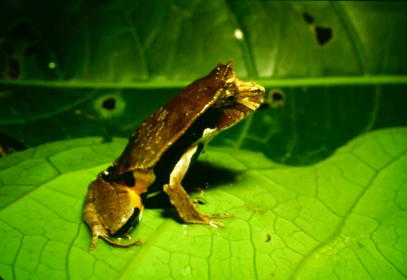 Los de las ranas venenosas, cargan los renacuajos en la espalda llevándolos al agua donde terminan su desarrollo. De hábitos diurnos, se protegen con fuertes toxinas y advierten con colores brillantes y llamativos que no son comestibles. Los indígenas extraen los tóxicos de la piel para envenenar dardos.