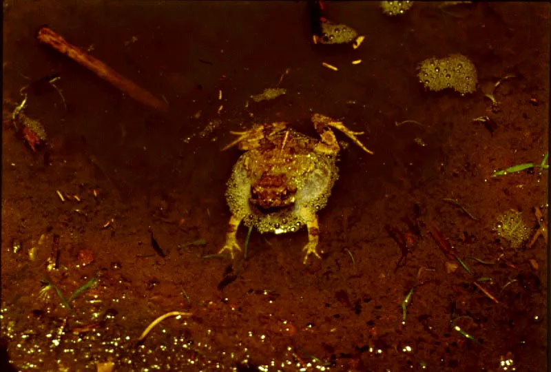 Los de las ranas venenosas, cargan los renacuajos en la espalda llevándolos al agua donde terminan su desarrollo. De hábitos diurnos, se protegen con fuertes toxinas y advierten con colores brillantes y llamativos que no son comestibles. Los indígenas extraen los tóxicos de la piel para envenenar dardos.