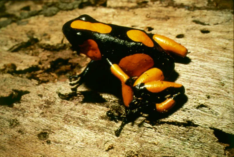 Los de las ranas venenosas, cargan los renacuajos en la espalda llevándolos al agua donde terminan su desarrollo. De hábitos diurnos, se protegen con fuertes toxinas y advierten con colores brillantes y llamativos que no son comestibles. Los indígenas extraen los tóxicos de la piel para envenenar dardos.