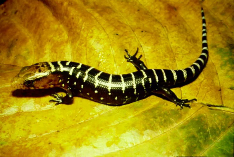 Juvenil  de  Dipioglossus  montropis,   familia  Anguidae.  Bajo Calima, Valle del Cauca.
 