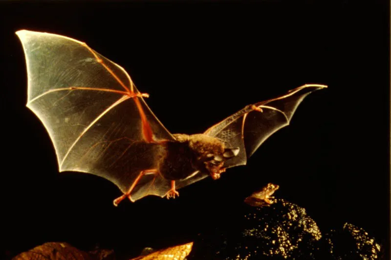 Murciélago nectaríboro Glossophaga soricina, libando flor de nacedero.