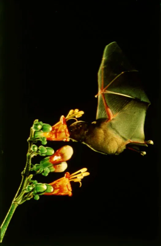 Trichanthera Gigantes.