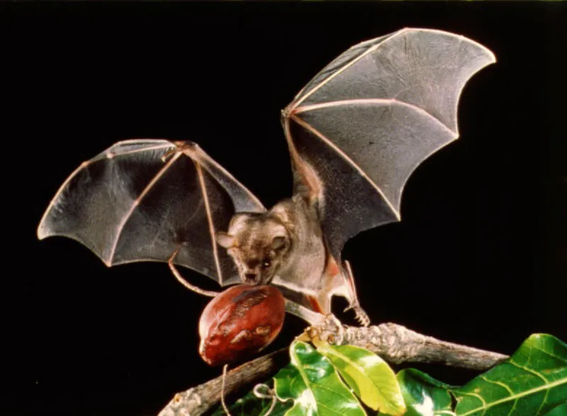 Murciélago frugívoro, Artibeus Jamaicensis.