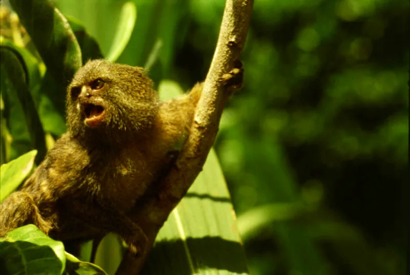 Leoncito, Cebuella Pygmaea. 