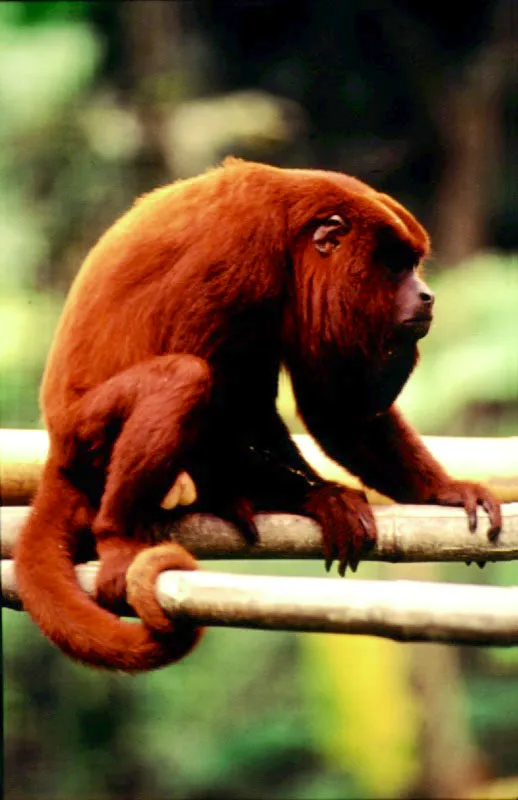 Aullador, Alouatta seniculus.  