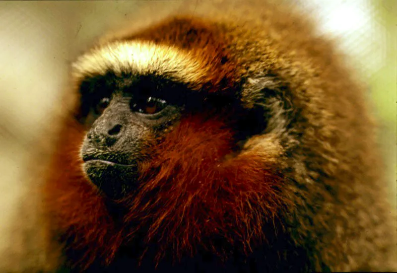 Callicebus moloch, especie endmica de la Macarena. 