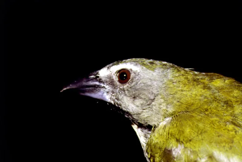 Saltator maximus, Apaporis.  