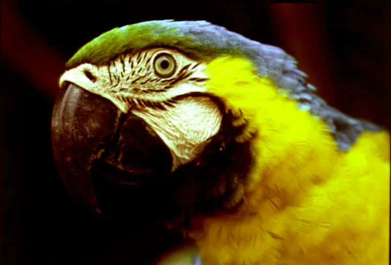 Guacamaya azul, Araarauna, Amazonas.