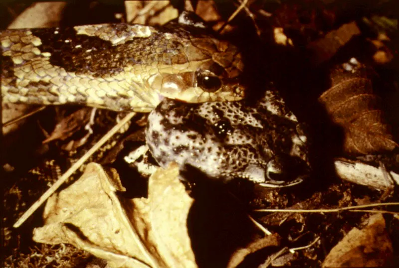 La culebra, consumidor de tercer orden, ingiere un sapo, Bufo marinus, consumidor de segundo orden , que se alimenta de insectos , muchos de ellos consumidores de primer orden, que se alimentan de vegetales, primer recurso energético.