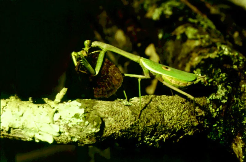 Las mantis son eficientes depredadores.