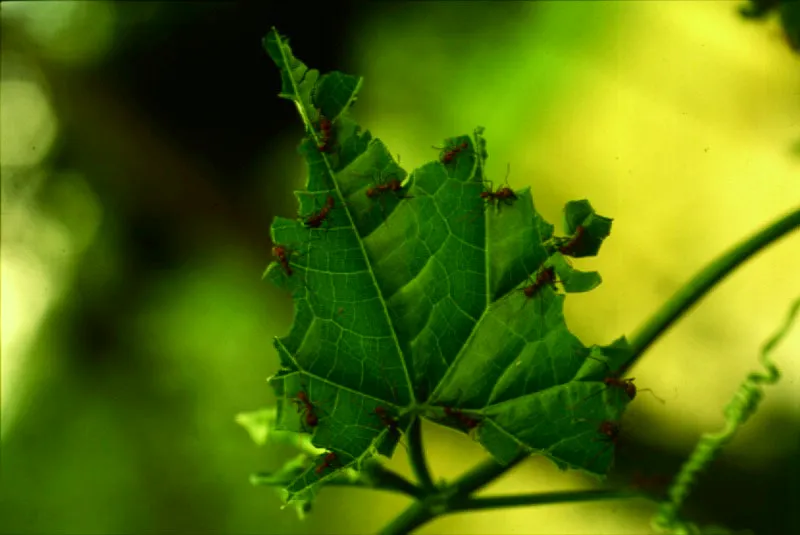 Las hormigas  arrieras, Atta. spp, defolian plan tas pero no las consumen.  Sobre las hojas muertas cultivan jardines de hongos con los que han creado una relacin simbitica.  
 