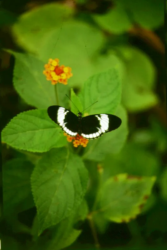 Mariposa Heliconius, posada sobre una Lantana sp..   