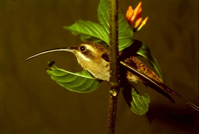 Phaethornis sp., Chocó.