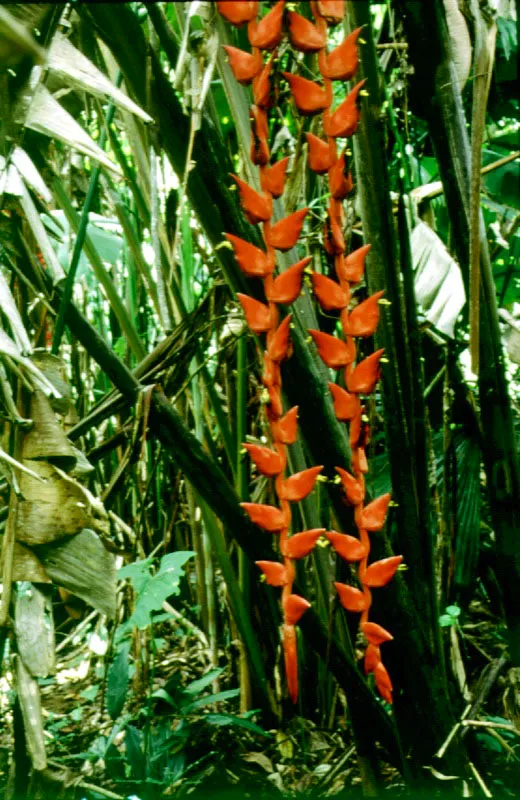 Platanillo, usualmente polinizado por picaflores. Bahía Tebada, Chocó.