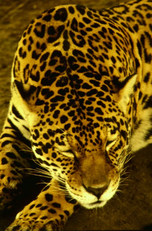 El jaguar, Panthera onca, recorre grandes extensiones selváticas en busca de alimento. Por ello, la reducción de los bosques es muy perjudicial para la especie.