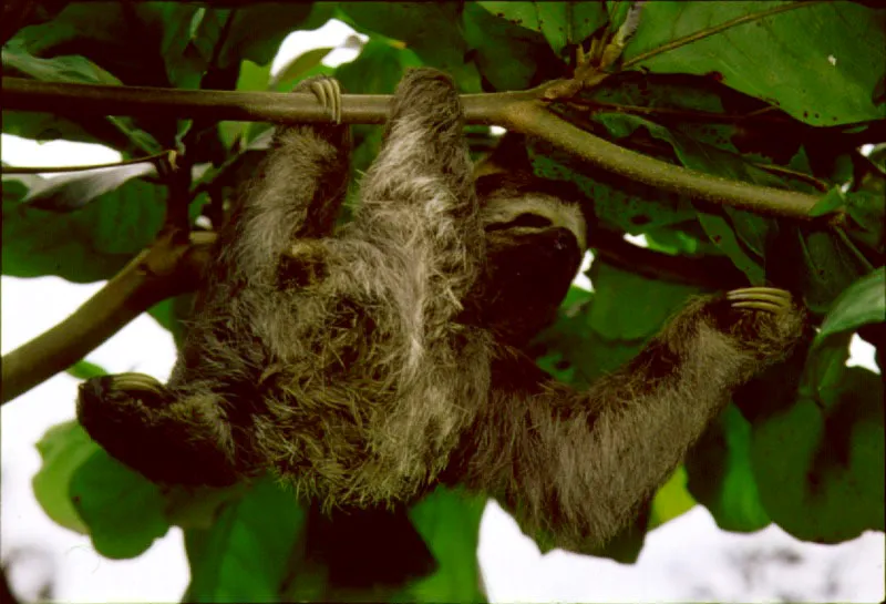 Arboles sin defensas qumicas representan un buen recurso alimenticio para los animales que viven en el dosel. Uno de stos, el perezoso, Bradypus variegatus, se alimenta principalmente de hojas de yarumo, Cecropia sp., Posee una serie de adaptaciones que le permiten asegurar su subsistencia en los estratos superiores del bosque.  