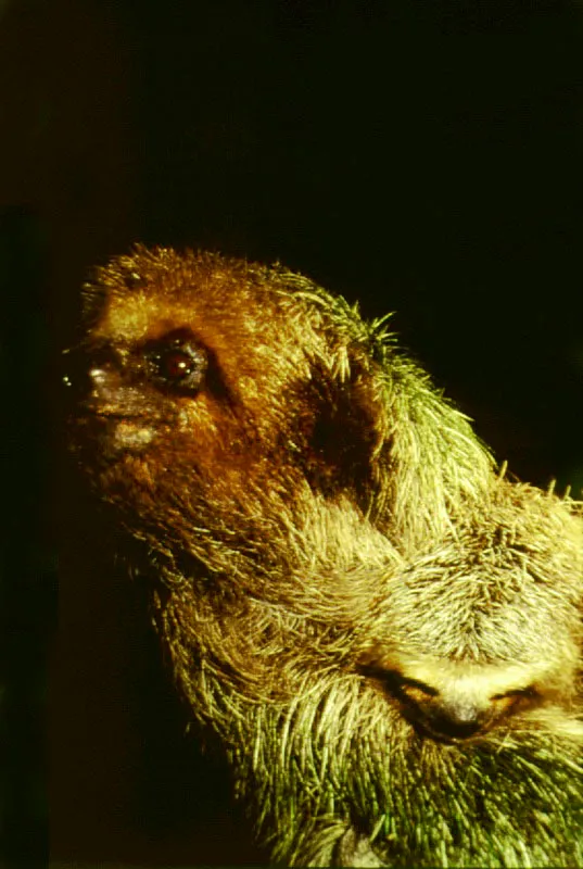 Arboles sin defensas químicas representan un buen recurso alimenticio para los animales que viven en el dosel. Uno de éstos, el perezoso, Bradypus variegatus, se alimenta principalmente de hojas de yarumo, Cecropia sp., Posee una serie de adaptaciones que le permiten asegurar su subsistencia en los estratos superiores del bosque.