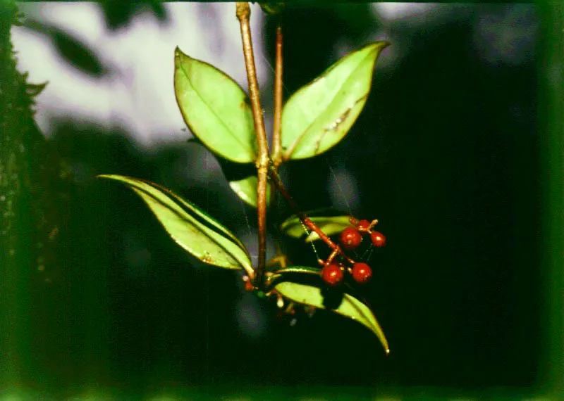 Las tribus selvticas poseen una veneracin y un respeto cultural innatos hacia la naturaleza, que a lo largo de siglos y siglos ha generado una de las convivencias ms singulares y adaptativas que an quedan en el planeta.    La habilidad para el aprovechamiento de la menuda protena y el ojo educado para detectar el fruto alimenticio, que   puede establecer la diferencia entre la vida y la muerte, son su ms preciado patrimonio cultural  Diversos frutos de la selva hmeda neotropical  