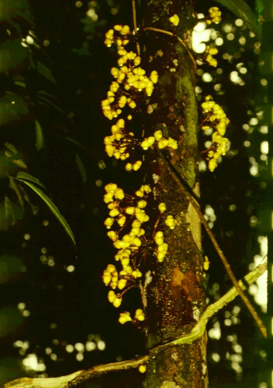 rbol hembra de "mamita" lryanthera sp.  El estrecho, ro Caquet.
 