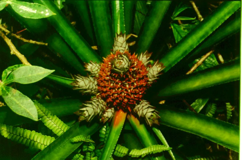 Pia silvestre, Ananas sativus.  Caquet.
 