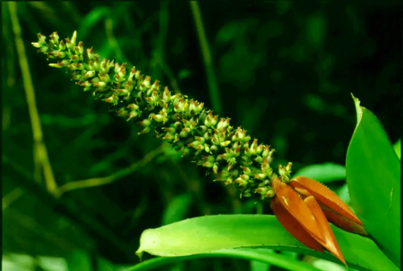 Bromelia florecida. Ro ,Apaporis.
 