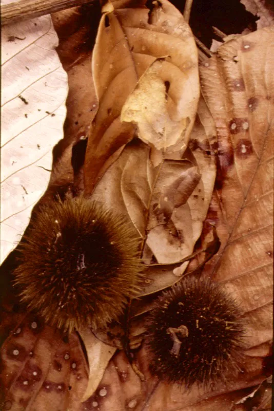 Frutos de "peinemono" o "corcho" Apeaba tibourbou. 