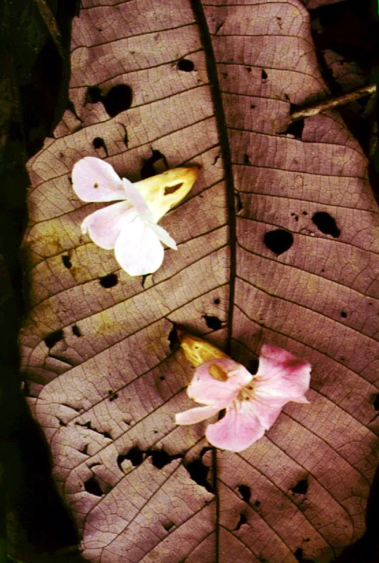 Flores de Bignonicea sobre hoja de una Rubicea. 