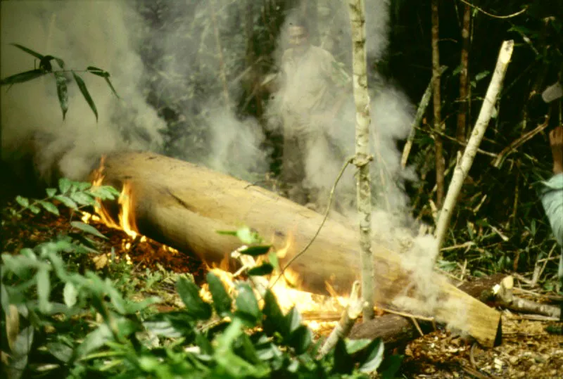 Las actividades de transporte, pesca y caza en la regin amaznica estn ntimamente lgadas a la utilizacin de canoas.  No  es raro que de un solo tronco, que los indgenas ahuecan valindose del fuego y de sus herramientas primitivas, pueda construirse una canoa suficientemente grande para transpotar vituallas, enseres domsticos y piezas de caza y pesca.  En las vrceas, canoas ms pequeas, son elementos indispensables para la subsistencia. 