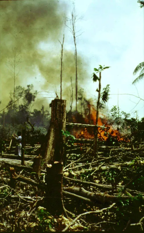 Tumba y quema para establecer la chagra, donde es posible la regeneracin del bosque en un perodo muy corto de tiempo.  Amazonas. 