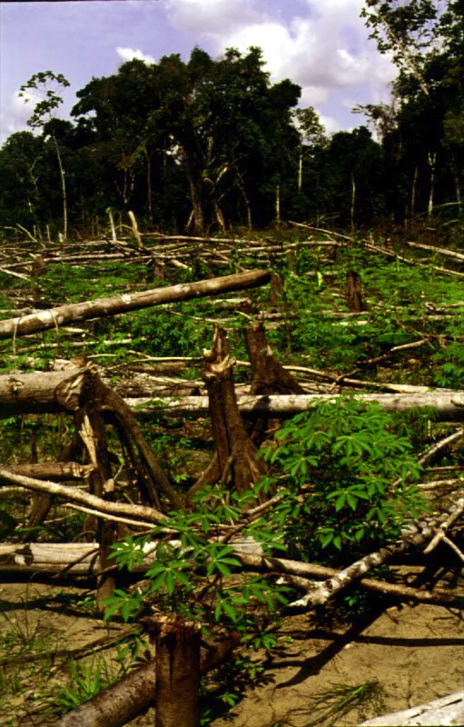 Chagra cultivada de yuca amarga. Amazonas.
 