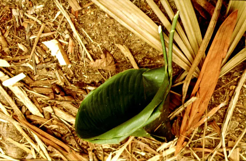 Escudilla elaborada con hoja de Bijao, Muscea. 